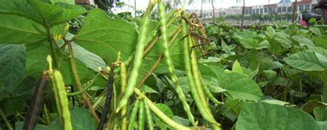 绿豆的种植方法步骤小学生 种植绿豆如何进行田间管理_知秀网