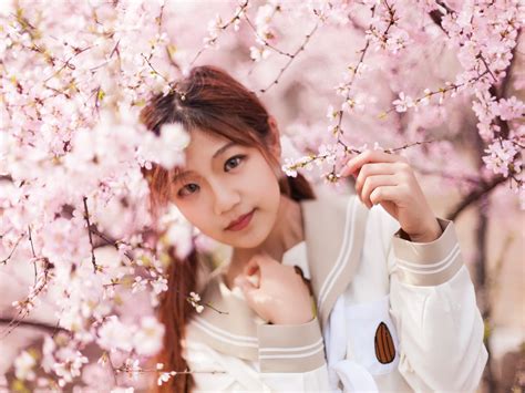 樱花樱花想见你图片