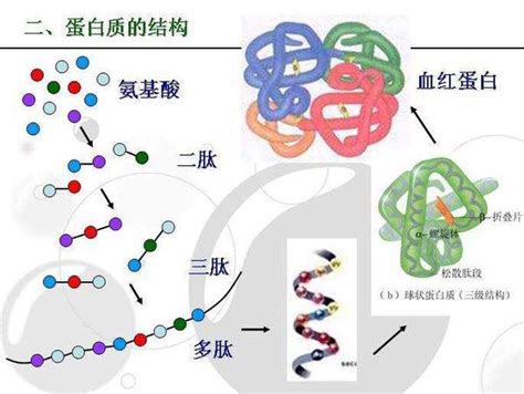 简述蛋白质各个结构层次的基本特点-百度经验