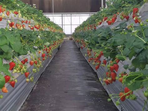 设施草莓高架基质栽培技术规程-河北农业大学科教兴农中心