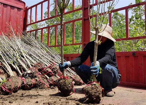 提升苗木销量根本不用挖空心思跑市场-行业新闻-中国花木网