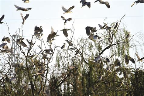 武汉冬候鸟数量创新高：湿地是鸟儿不可或缺的驿站