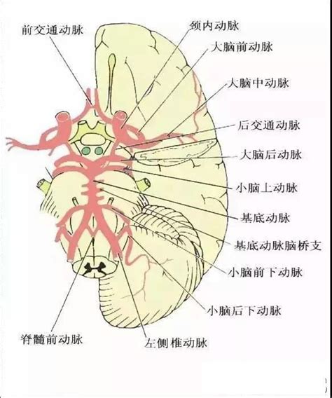 【赞】脑血管解剖图：椎基底动脉系统