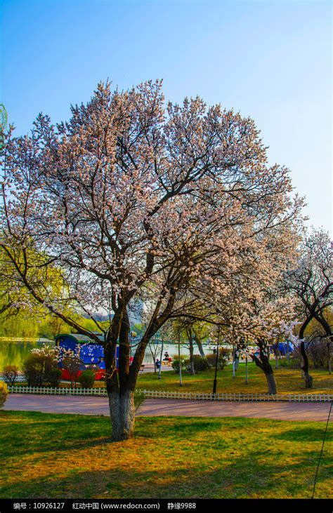 春天的自然本底开花的树木开着白花高清图片下载-正版图片506424109-摄图网