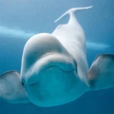 实拍白鲸妈妈产子过程：小白鲸尾部先出|文章|中国国家地理网