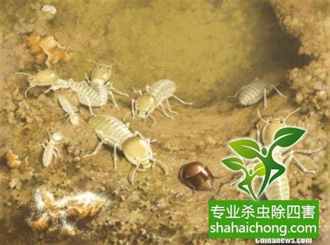 装修白蚁防治方案-河南恒威有害生物防治有限公司