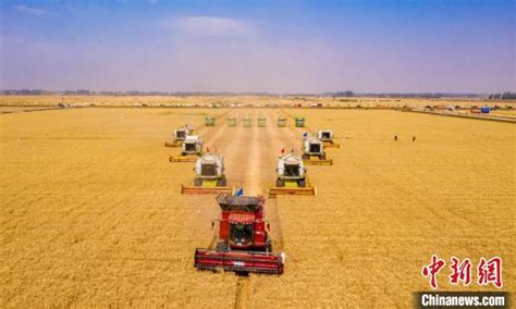 【大国粮策】河南小麦大规模机收基本结束 收获面积逾8500万亩_四川在线