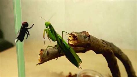 慢镜头实录螳螂捕食的全过程，螳螂到底是温柔的还是凶残的_腾讯视频