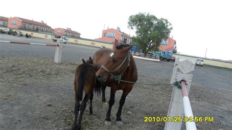 张北牲畜交易市场品种马,产品中心-华北畜牧交易网