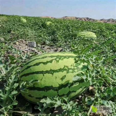 我国是世界上最大的西瓜生产国，西瓜育种如何满足人均吃瓜40公斤 - 知乎