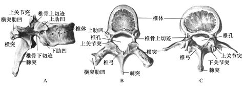 第一腰椎准确位置图,腰椎节位置图,腰椎_大山谷图库