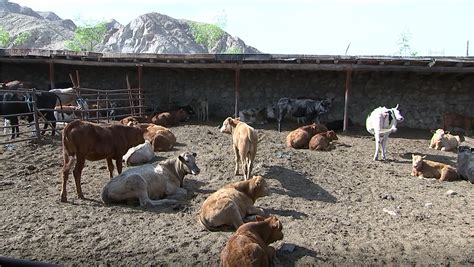 把牛羊送到“托管所” 农牧民轻装上阵多渠道就业增收-天山网 - 新疆新闻门户