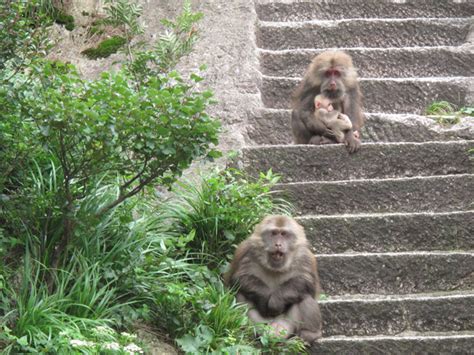 野生动物猴子高清图片下载-正版图片307658215-摄图网