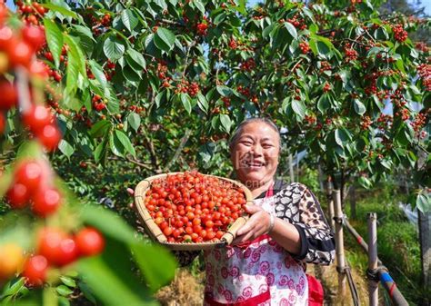 四川蒲江：万亩樱桃种植助力乡村产业振兴-人民图片网