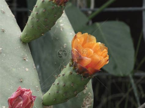 刺梨花图片