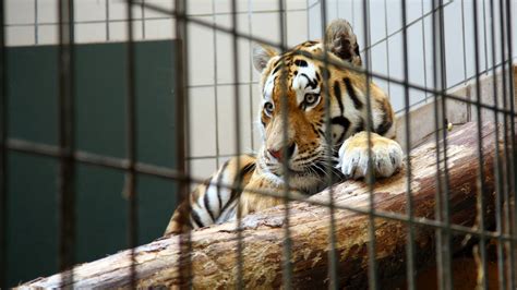 Zoos: Kritik an Zoos - Tier und Mensch - Natur - Planet Wissen