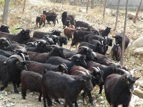 黑山羊价格 黑山羊种苗图片 山东济宁-食品商务网