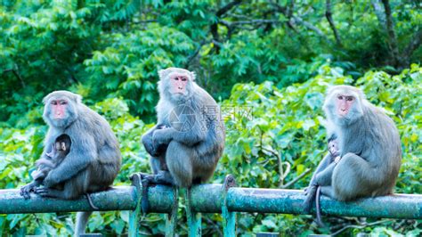 可笑的猴子一个有趣的猴子生活在的天然高清图片下载-正版图片507282538-摄图网