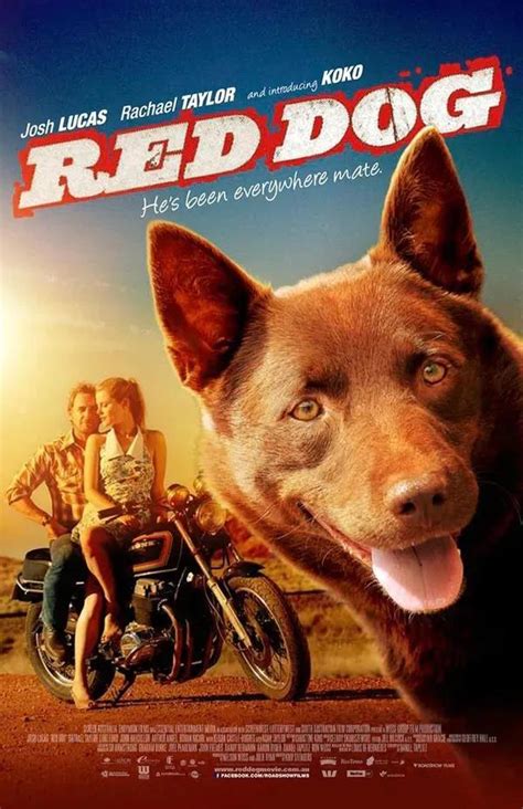 致喜欢小狗的你，这几部关于狗狗的经典电影你都看过了没？