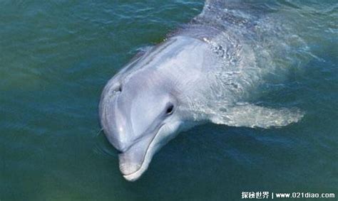 白鳍豚生活在哪个区域，属于什么类动物，和长江江豚有何区别 - 农村网