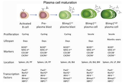 【1.3.3.3】CD138与浆细胞(plasma) - Sam