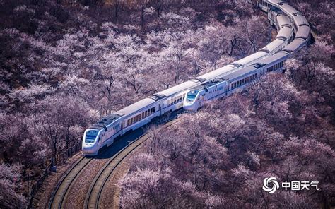 看樱花，北京这趟开往春天的小火车，下周即将发车！_列车