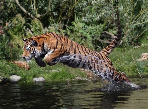 如果猫的体积和老虎一样大，猫能秒杀老虎吗？科学分析告诉你答案