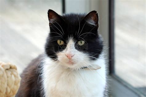 在窗口前的黑白猫家庭可爱猫肖高清图片下载-正版图片505450965-摄图网