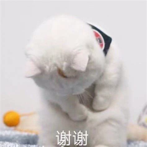 谢谢聆听表情包图片