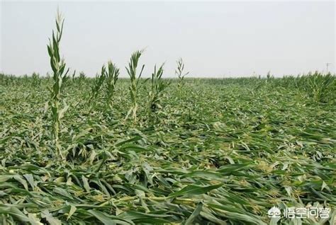 玉米抗倒伏品种有哪些 现在很多地区都已经把小麦收割回家