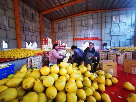 四川宜宾：葡萄种植助农增收-人民图片网