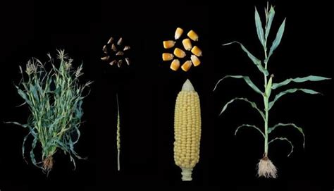 《自然—遗传》：玉米和玉米父辈如何适应性进化—新闻—科学网