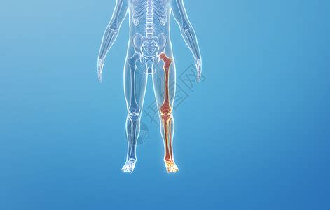 人体下肢骨骼图片素材-正版创意图片401788718-摄图网