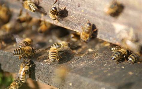 蜜蜂的生活环境特性 - 蜜蜂知识 - 酷蜜蜂