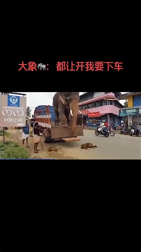 泰国大象因疫情失业徒步返乡：最远需要跋涉150公里-直播吧zhibo8.cc
