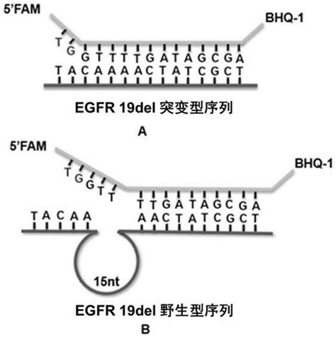 EGFR基因19号外显子缺失突变的快速荧光检测方法及应用与流程