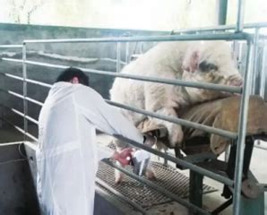 母猪配种操作流程，母猪人工授精方法