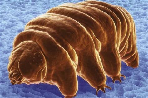 地球最强生物“水熊虫”冷冻30年大复活 - 神秘的地球 科学|自然|地理|探索
