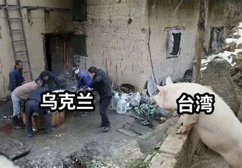 农村猪看杀猪（知道的太多反而不快乐）-梗图在线生成制作-zuomeme.com