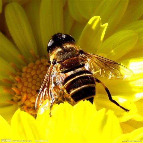 蜜蜂一生能采多少蜂蜜？ - 蜜蜂知识 - 酷蜜蜂
