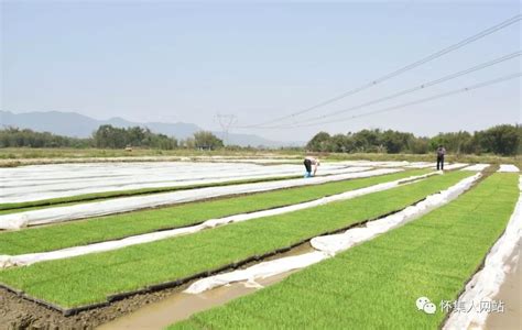 好消息！覆盖怀集19个乡镇（街）的丝苗米产业园成功入围省级现代农业产业园建设