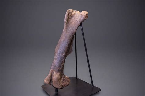 45" Massive Hadrosaur Femur With Metal Stand - 40 Foot Adult! (#259984 ...