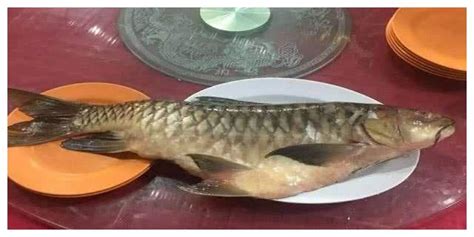 中国十大最贵的淡水鱼，你吃过几种呢？(2)_巴拉排行榜