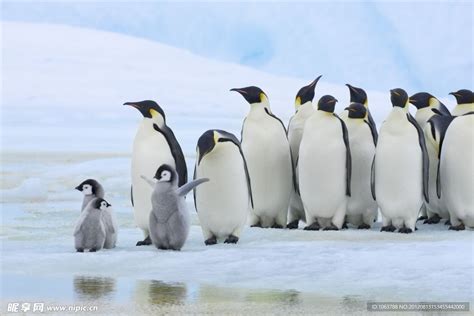 企鹅图片-海滩边愉快的企鹅素材-高清图片-摄影照片-寻图免费打包下载