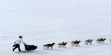 雪橇犬有几种品种（世界上四种最杰出的雪橇犬，哈士奇排第一，没想到吧） | 说明书网