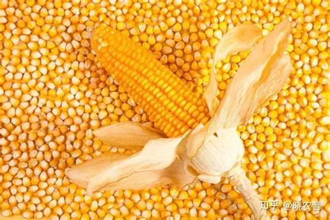 2021干玉米价格最新行情（附3月16日玉米价格） - 知乎