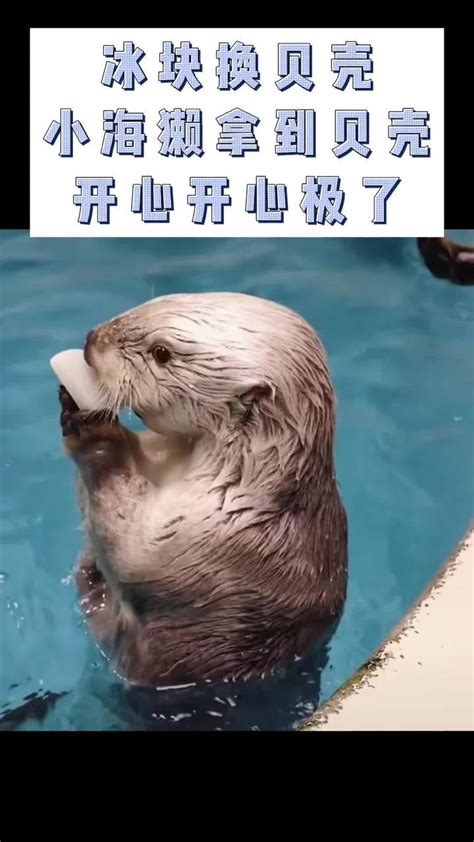 治愈一幕：海獭宝宝睡觉时被水拍打，妈妈破水而出把它抱在怀里_凤凰网视频_凤凰网
