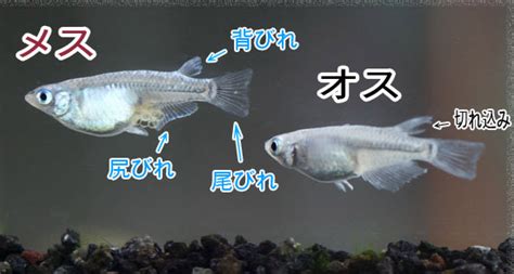 【每日一鱼】青鳉鱼，水生植物对它们相当重要！~-搜狐大视野-搜狐新闻