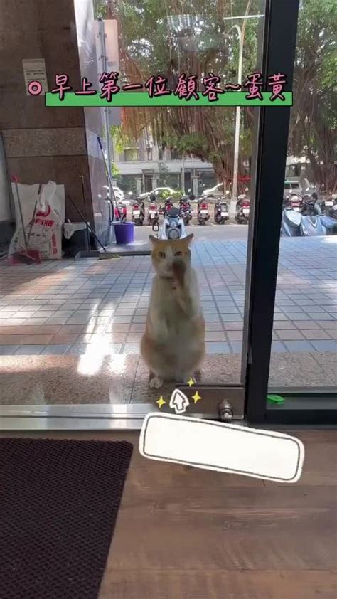 隔壁的猫咪一早来店擦玻璃！|猫_新浪新闻