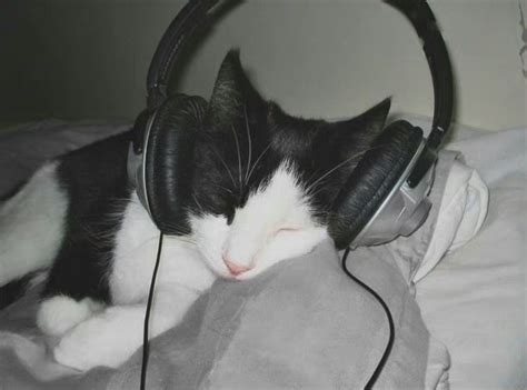 猫咪音乐双重奏手游下载-猫咪音乐双重奏安卓版免费下载v1.0-牛特市场